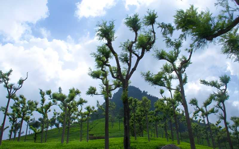 Mysore & Ooty Escape